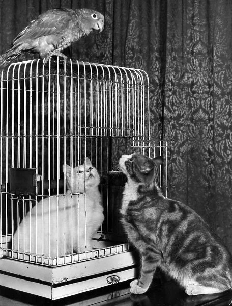 Two cats and a parrot, with cage