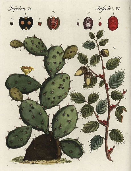 Cochineal cactus and Kermes oak