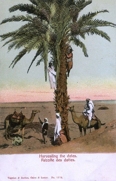 Egypt - harvesting dates from a date palm tree