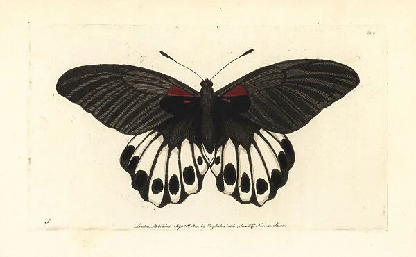 Great mormon butterfly, Papilio memnon