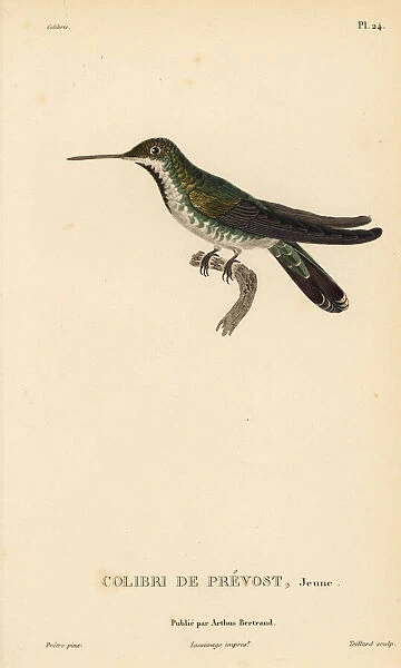 Green-breasted mango, Anthracothorax prevostii. Juvenile