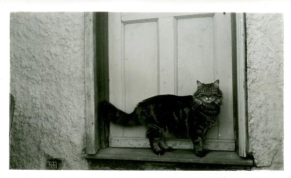 Hullbridge Cat, Hullbridge, Essex