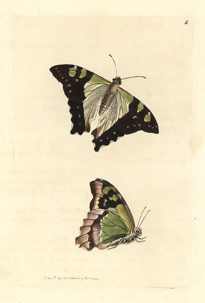 Macleays swallowtail, Graphium macleayanus