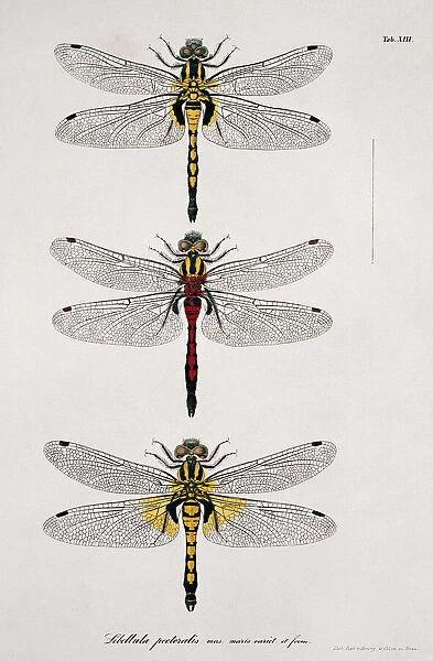 Plate 13 from Libellulinae Europaeae by de Charpentier