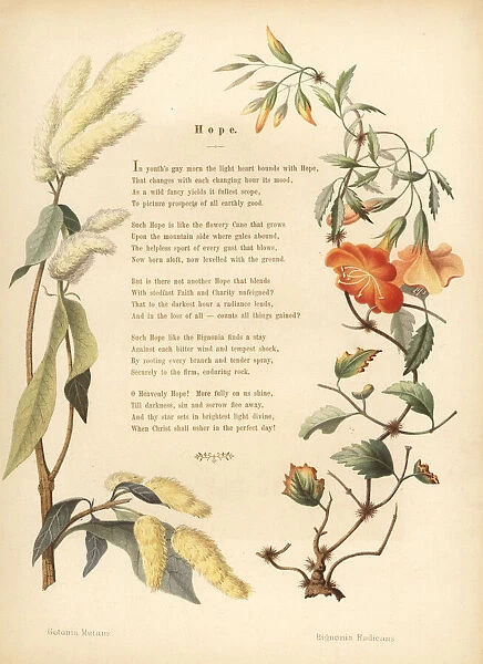 Poem with floral border of ukshi and trumpet vine