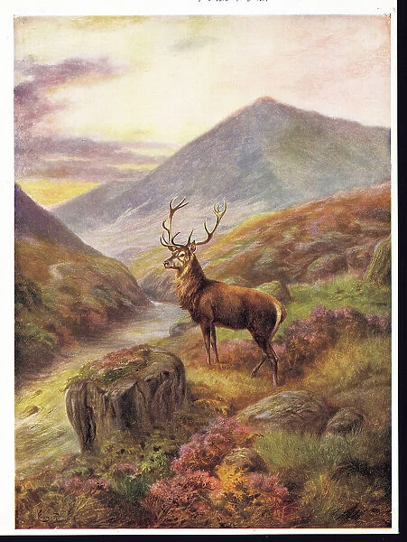 Red Deer by George Rankin