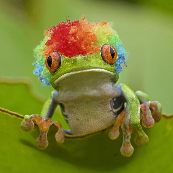 13131042. Red-eyed Treefrog wearing rainbow coloured wig Date