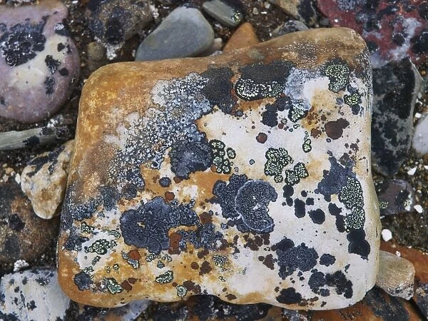 lichen on stones - Svalbard - Norway