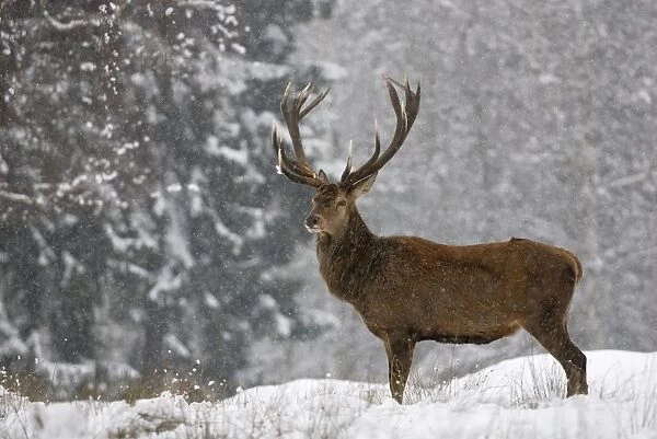 Rothirsch. SM-1769. Red Deer - in winter snow