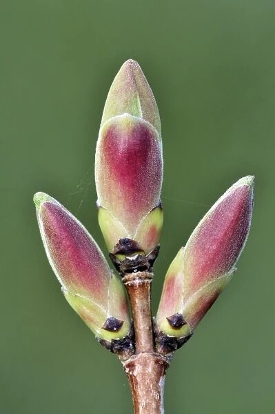 Field maple (Acer campestre) buds