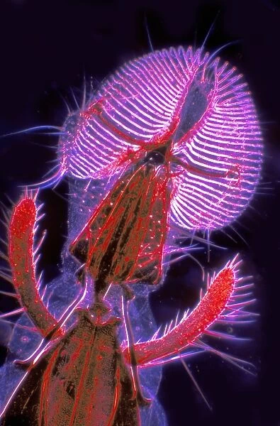 Fly mouthparts, light micrograph