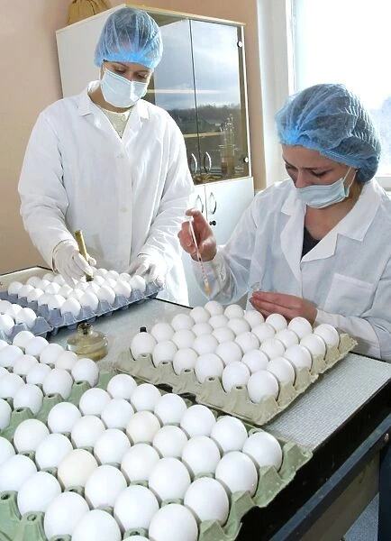 Inoculating chicken eggs