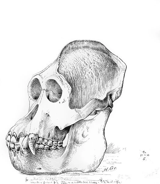Orangutan skull, artwork C016  /  5549