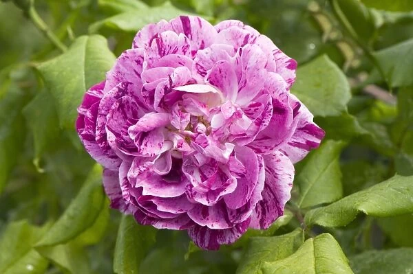 Rose (Rosa Commandant Beaurepaire )