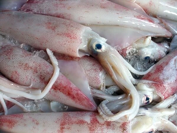 Squid on sale at a market