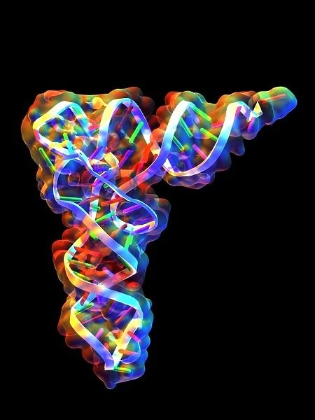Transfer RNA molecule