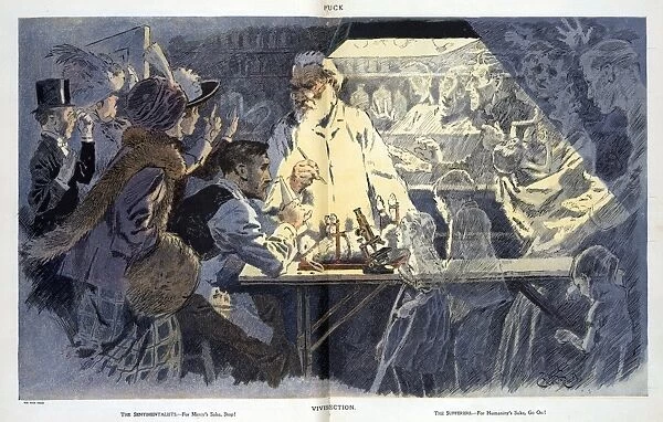 Vivisection satire, 1911 C017  /  7886