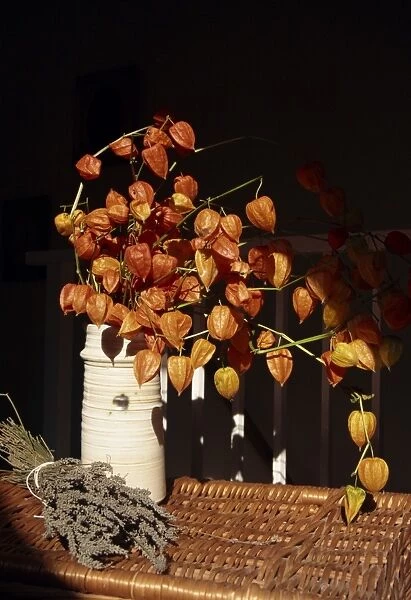Vase of orange-red Chinese lanterns (physalis alkekengi), with a bunch of dried French lavender