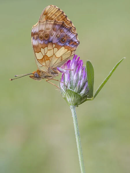 Brenthis daphne, Butterfly, Casareggio, Liguria, Italy