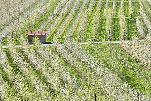 Flowering apple orchards Villa of Tirano Province of Sondrio Lombardy Valtellina Italy