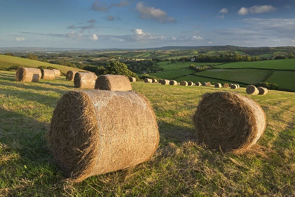Hay Bales in the rolling fields of Mid Devon, England. Autumn (September)