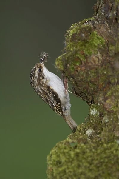 Treecreeper (Certhia familiaris) with insects in mouth about to feed young. Nest located in a hole in the bark Argyll, Scotland