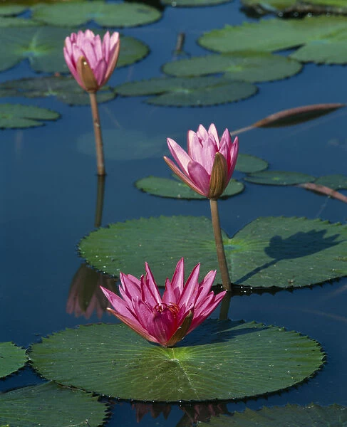 10053599. FLOWERS Lilies Three pink water lily flowers with long stems and green leaves
