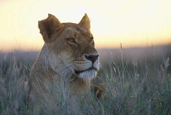10101201. KENYA Wildlife Lioness sitting in long grass 
