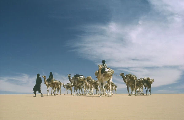 20035523. NIGER Transport Camel train transporting salt from Bilma to Agadez