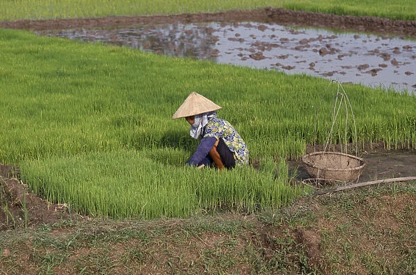 20043849. VIETNAM North Farming Woman working with rice seedlings for transplanting