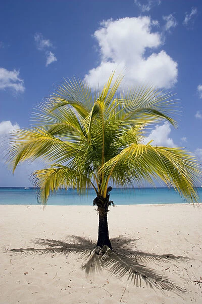 20067197. WEST INDIES Barbados St Thomas Coconut palm tree on Sandy Lane Beach