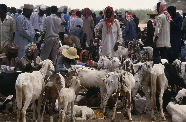 20075094. NIGER Kollo Men with goats for sale at market