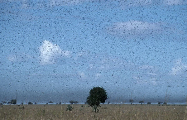 20084773. MADAGASCAR Insects Locusts Swarm of locusts moving south towards Toliara