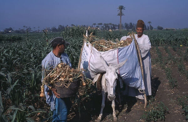 20085158. EGYPT Nile Delta Onion Harvest