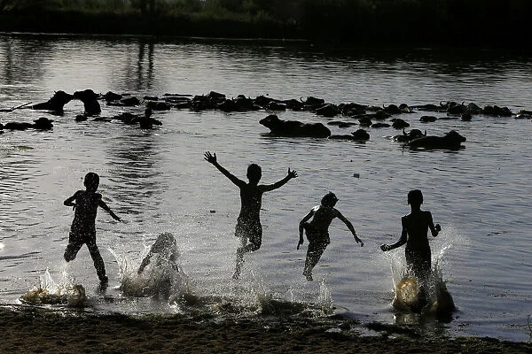Iraqi boys swim with water buffaloes in the Euphrates river in Najaf