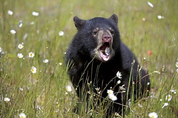 American Black Bear (Ursus americanus) six-month old cub, with mouth open, sitting amongst wildflowers in meadow, Montana, U. S. A. june (captive)