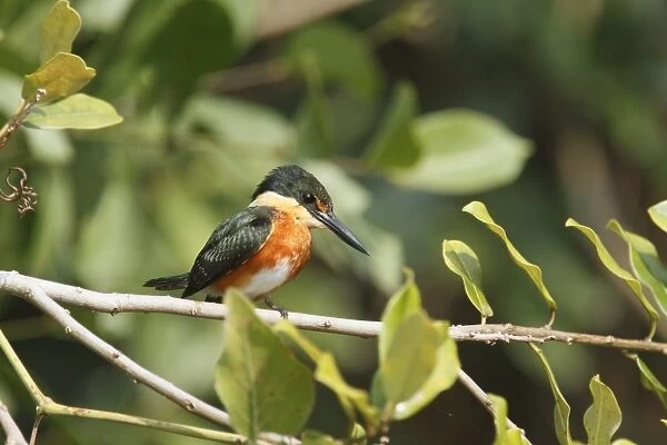 American Pygmy Kingfisher (Chloroceryle aenea) adult male, perched on twig, Pantanal, Mato Grosso, Brazil