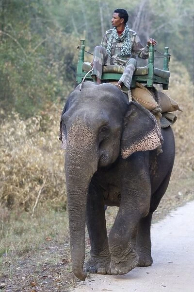 Asian Elephant (Elephas maximus indicus) domesticated adult, carrying mahout, walking on track in forest, Kanha N. P