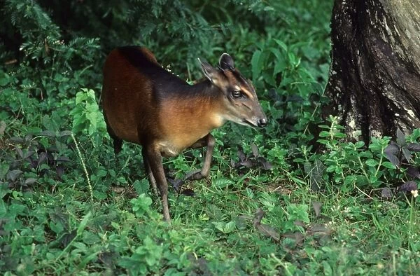 Bay Duiker (Cephalophus dorsalis) adult, walking in forest, Liberia