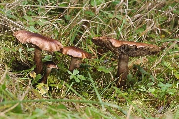 Birch Knight (Tricholoma fulvum) fruiting bodies, small troop growing in grassland, Clumber Park, Nottinghamshire
