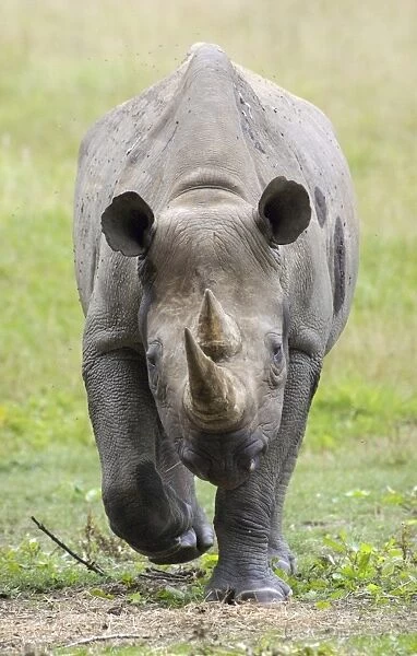 Black Rhinoceros (Diceros bicornis) adult, walking towards camera (captive)