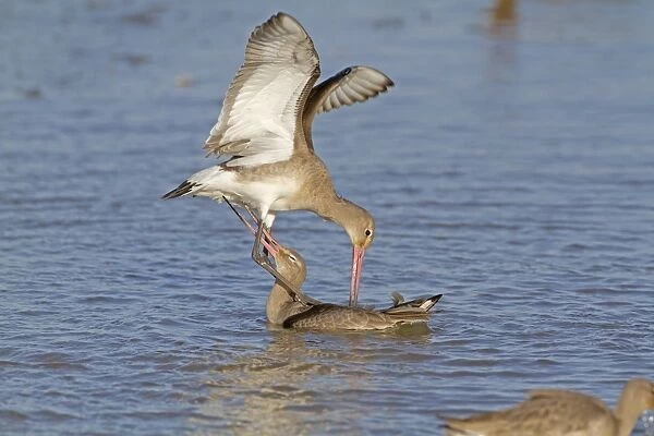 Black-tailed Godwit (Limosa limosa) two adults, winter plumage, fighting in water, Norfolk, England, february