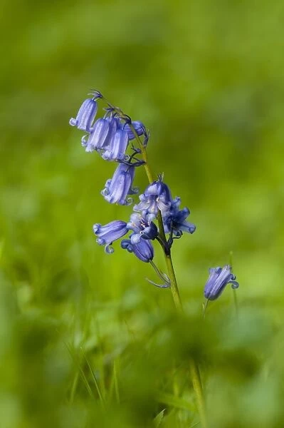 Bluebell (Endymion non-scriptus) flowering, growing on riverbank, River Ure, Leyburn, Wensleydale, Yorkshire Dales N. P