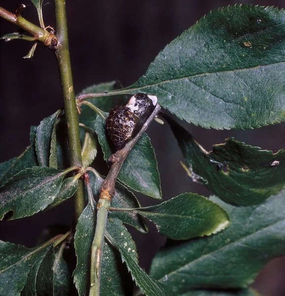 Butterfly - Hairstreak Black (Strymonidia pruni) Pupa on branch among leaves