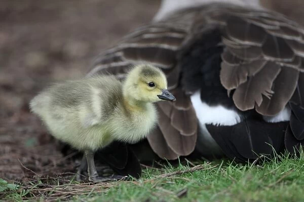 Canada Goose (Branta canadensis) introduced species, gosling, standing beside parent, London, England, may