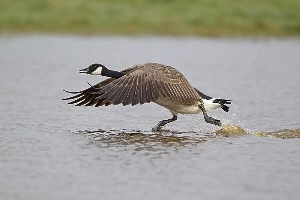 Canada Goose (Branta canadensis) introduced species, adult, running across water to take off, Suffolk, England, april