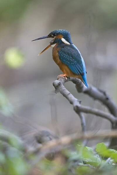 Common Kingfisher (Alcedo atthis) adult female, regurgitating and disgorging pellet, Suffolk, England, may