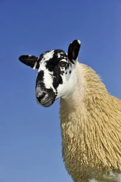 Domestic Sheep, mule gimmer lamb, close-up of head and chest, ready for sale, North Yorkshire, England, September