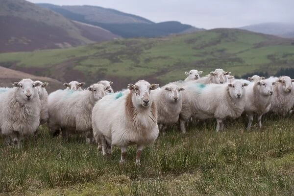 Domestic Sheep, Welsh Mountain ewes, flock standing on hill farm, Ponterwyd, Cambrian Mountains, Ceredigion, Mid Wales