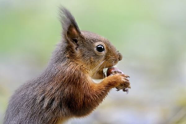 Eurasian Red Squirrel (Sciurus vulgaris) adult, close-up of head, feeding on hazelnut, on garden lawn, Newlands Valley